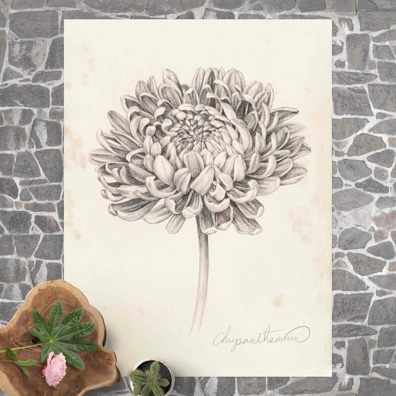 Alfombras vinílicas - Botanical Study Chrysanthemum ll - Alto 4:3 Dimensión LxA: 100cm x 75cm
Alfombras vinílicas - Botanical Study Chrysanthemum ll - Alto 4:3 Dimensión LxA: 100cm x 75cm
