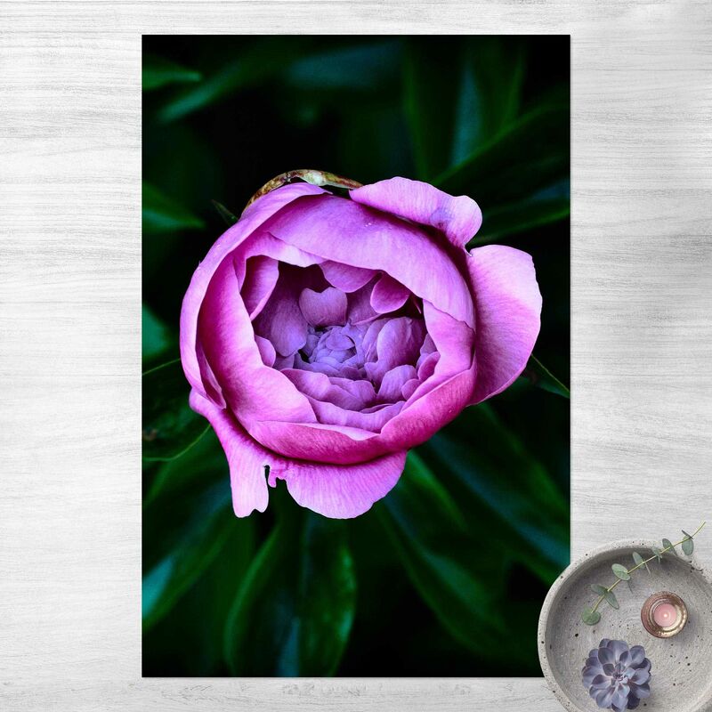 Alfombras vinílicas - Purple Peonies Blossoms In Front Of Leaves - Alto 3:2 Dimensión LxA: 150cm x 100cm
Alfombras vinílicas - Purple Peonies Blossoms In Front Of Leaves - Alto 3:2 Dimensión LxA: 150cm x 100cm