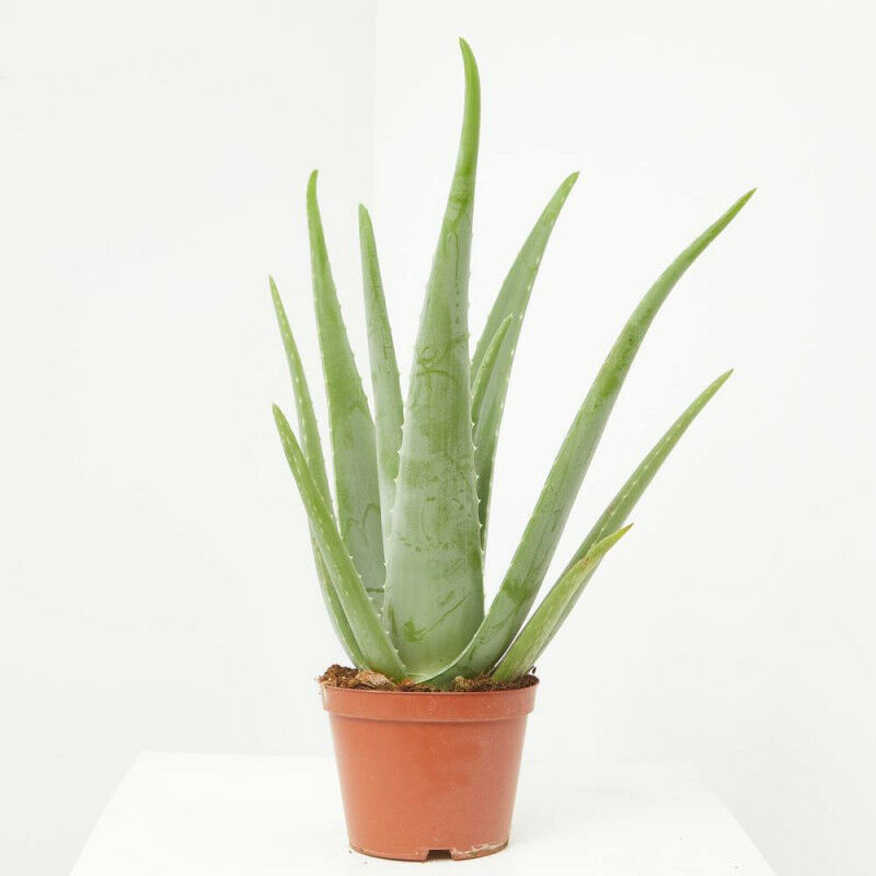 ALOE VERA - Maceta 14cm