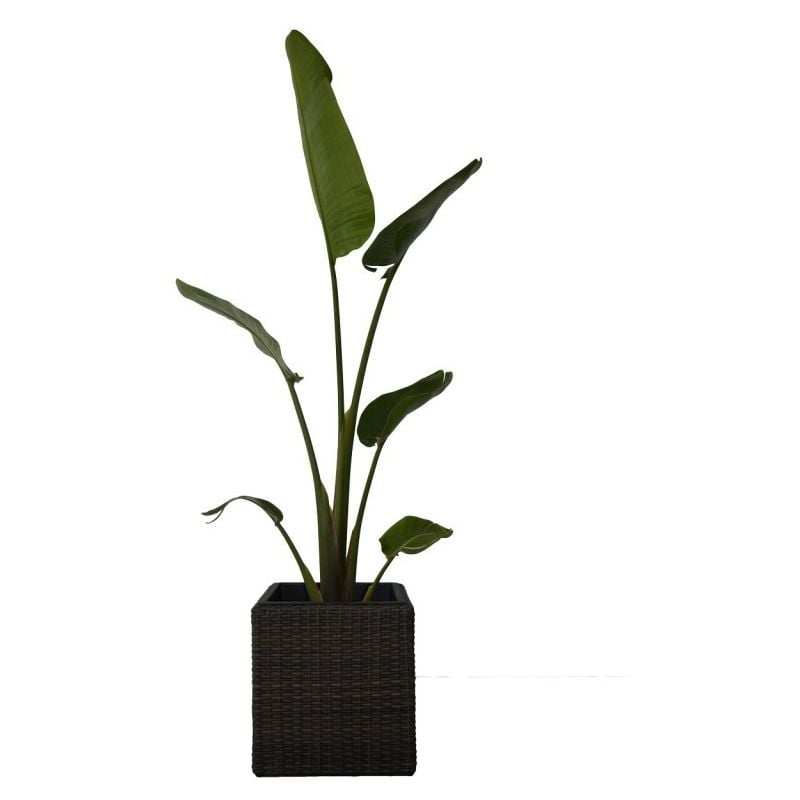 Kiefergarden - Arauca macetero ratan sintético premium marron grisáceo tamaño mediano - Kiefer Garden
Kiefergarden - Arauca macetero ratan sintético premium marron grisáceo tamaño mediano - Kiefer Garden