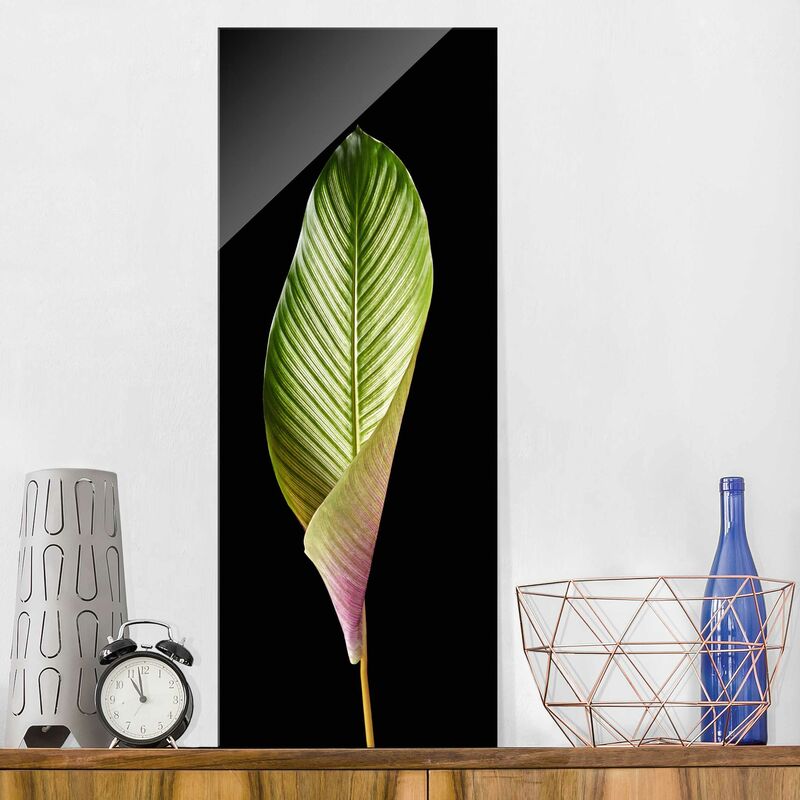 Bilderwelten - Cuadro de cristal - Leaf Calathea Ornata On Black 03 - Panorama Alto Dimensión LxA: 125cm x 50cm
Bilderwelten - Cuadro de cristal - Leaf Calathea Ornata On Black 03 - Panorama Alto Dimensión LxA: 125cm x 50cm