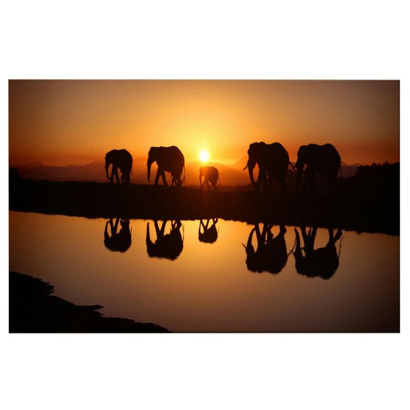 Cuadro Elefante - Animales - para la sala de estar, la habitacion - Multicolor en Poliester, madera, 100 x 3 x 50 cm
Cuadro Elefante - Animales - para la sala de estar, la habitacion - Multicolor en Poliester, madera, 100 x 3 x 50 cm