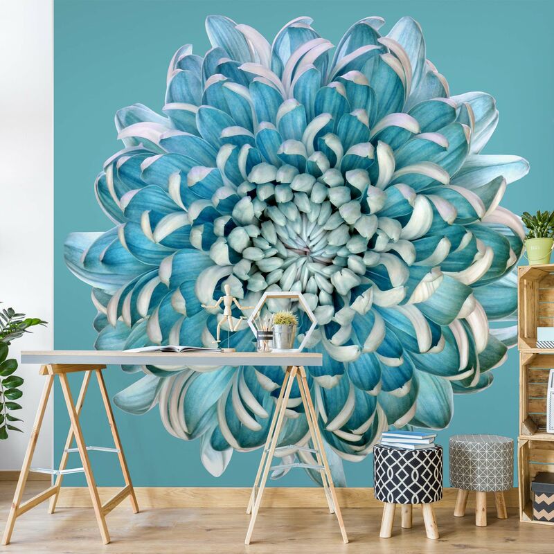 Fotomural - Blue Chrysanthemum - Mural cuadrado Dimensión LxA: 336cm x 336cm
Fotomural - Blue Chrysanthemum - Mural cuadrado Dimensión LxA: 336cm x 336cm