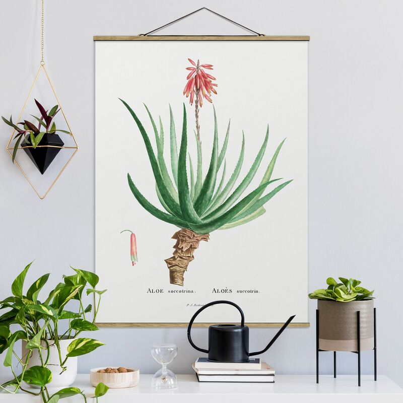 Imagen de tela - Botany Vintage Illustration Aloe Pink Blossom - Alto 4:3 Dimensión LxA: 46.5cm x 35cm
Imagen de tela - Botany Vintage Illustration Aloe Pink Blossom - Alto 4:3 Dimensión LxA: 46.5cm x 35cm