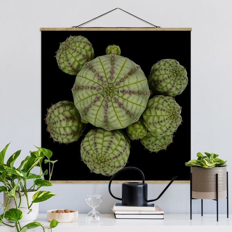 Imagen de tela - Euphorbia - Spurge Urchins - Cuadrado 1:1 Dimensión LxA: 100cm x 100cm
Imagen de tela - Euphorbia - Spurge Urchins - Cuadrado 1:1 Dimensión LxA: 100cm x 100cm