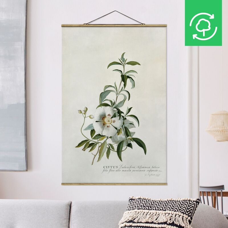 Imagen de tela - Georg Dionysius Ehret - Rockrose - Alto 3:2 Dimensión LxA: 75cm x 50cm
Imagen de tela - Georg Dionysius Ehret - Rockrose - Alto 3:2 Dimensión LxA: 75cm x 50cm