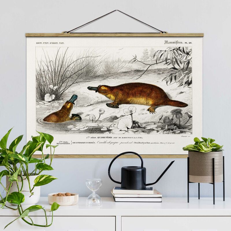 Imagen de tela - Vintage Board Platypus - Apaisado 2:3 Dimensión LxA: 33.5cm x 50cm
Imagen de tela - Vintage Board Platypus - Apaisado 2:3 Dimensión LxA: 33.5cm x 50cm