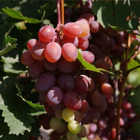 Vigne Vinifera Crimson Seedles Pot De L