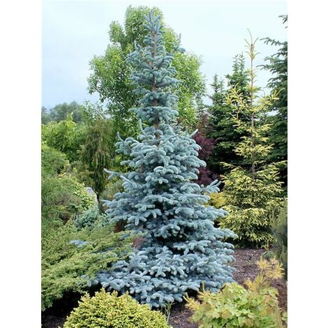 Abete Blu Argentato Picea Pungens Kosteriana Hoopsii In Mastello H