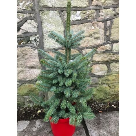 Abete Blu Pino Argentato Picea Pungens Super Blue Seedling Albero Di