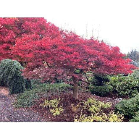 Acero Rosso Giapponese Acer Palmatum Dissectum Pianta In Mastello 80