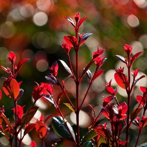 Pianta Di Eugenia Uniflora Etna Fire Eugenia Rossa Cespuglio H Cm Vaso