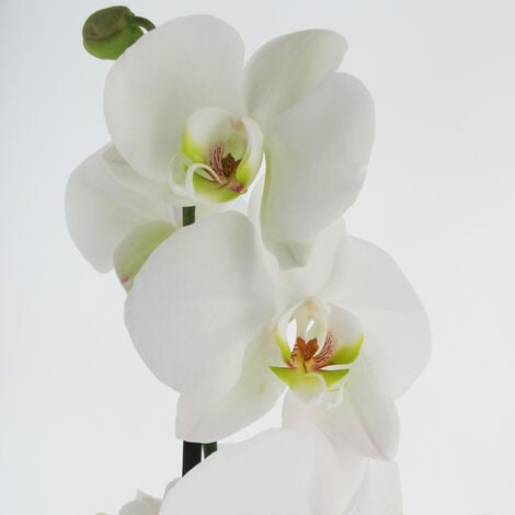 Orchidea Phalaenopsis Bianca Piante Vere Fiorite Da Interno H 60 70