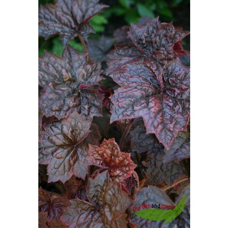 Heuchera Palace Purple Purpurgl Ckchen Dunkles Laub