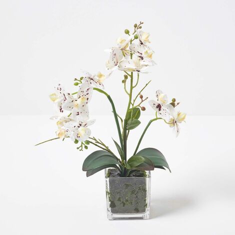 Homescapes Orchid E Artificielle Blanche En Pot En Verre Cm