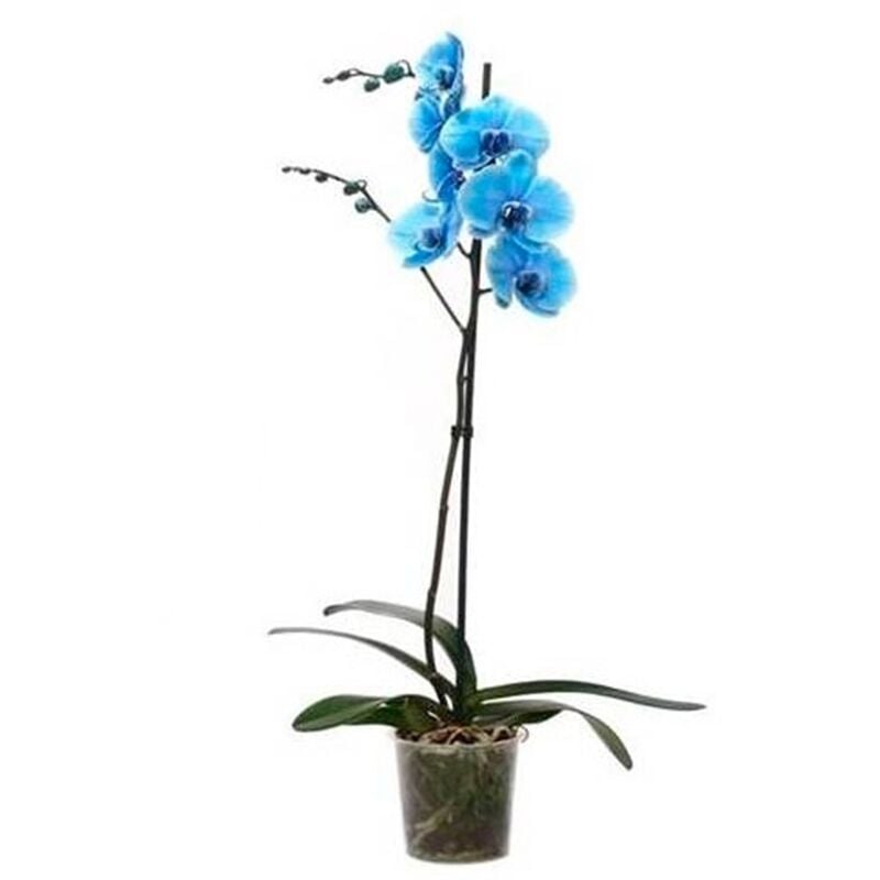 Planta Natural Orquidea Phalaenopsis Azul Maceta De M12