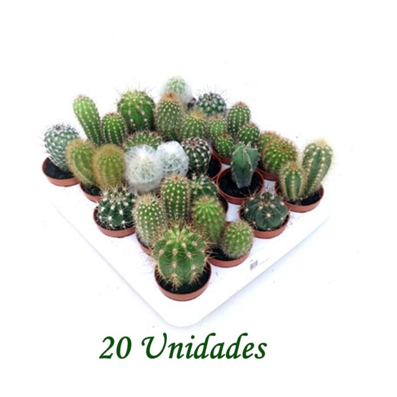 Pack De 20 Cactus Y Crasas En Maceta M5