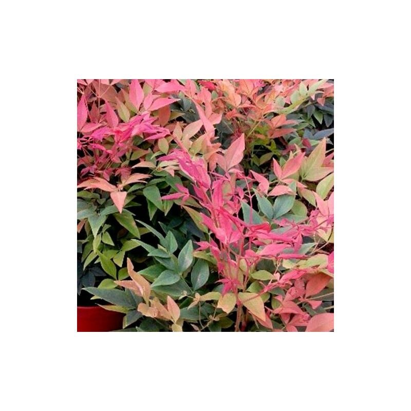 Planta De Bamb Sagrado Nandina Domestica Altura Cm