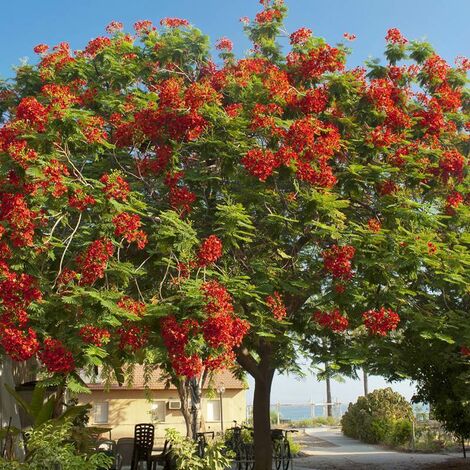 Semillas De Flamboyant Delonix Regia Gr Semillas