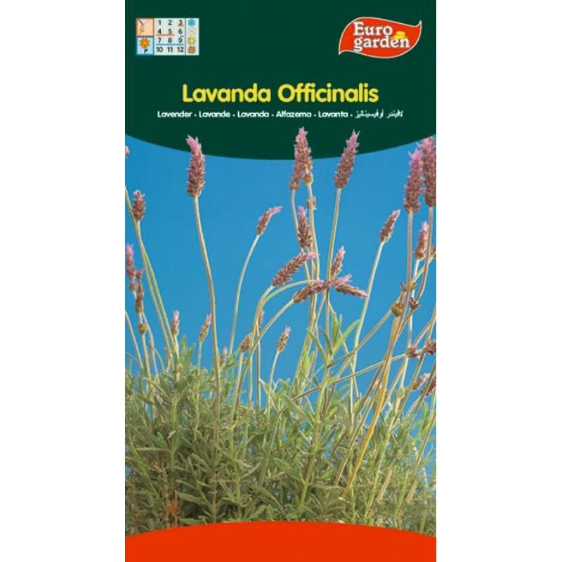 semillas fito aromaticas lavanda officinalis 02610 (caja 10 unidades) - Mibricotienda
semillas fito aromaticas lavanda officinalis 02610 (caja 10 unidades) - Mibricotienda