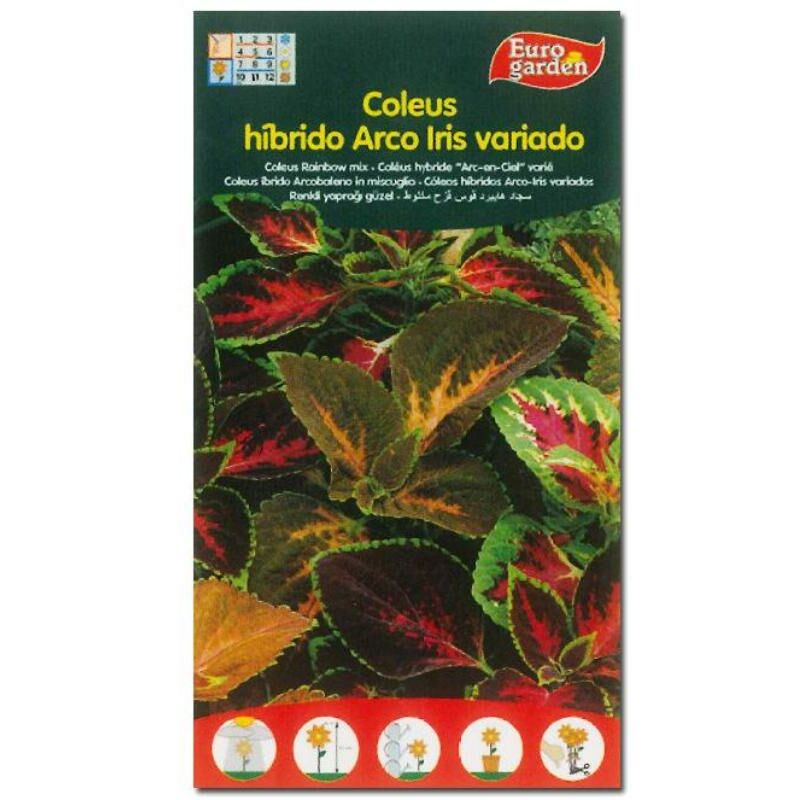 semillas fito flores coleus hibrido arco iris variado 00640 (caja 10 unidades) - Mibricotienda
semillas fito flores coleus hibrido arco iris variado 00640 (caja 10 unidades) - Mibricotienda