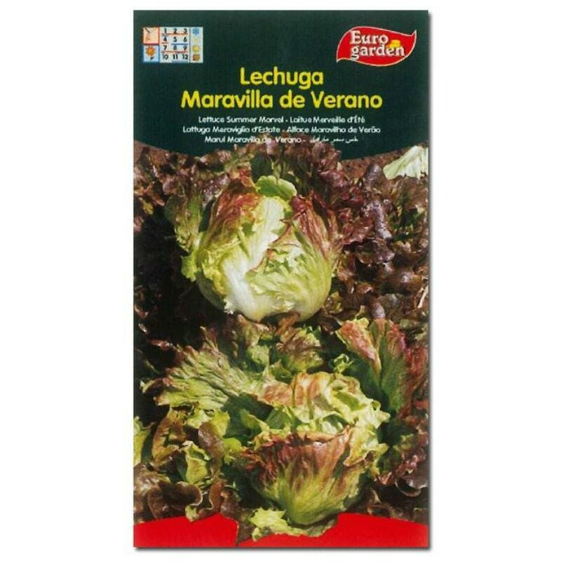 semillas fito horticolas lechuga maravilla de verano 00208 (caja 10 unidades) - Mibricotienda 
semillas fito horticolas lechuga maravilla de verano 00208 (caja 10 unidades) - Mibricotienda