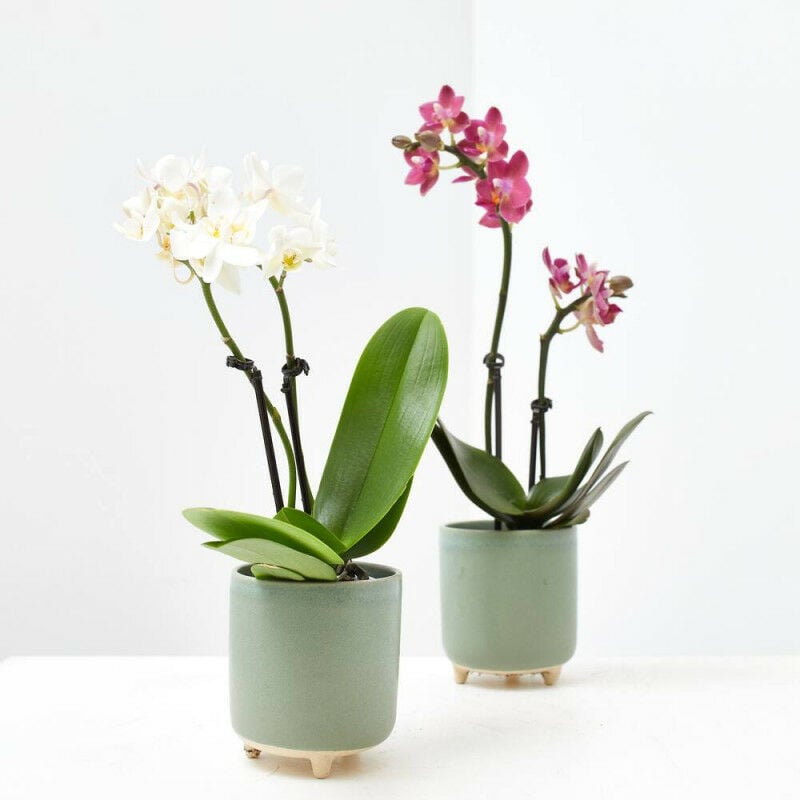 Orquidea Phalaenopsis 2 Tallos Maceta 6Cm