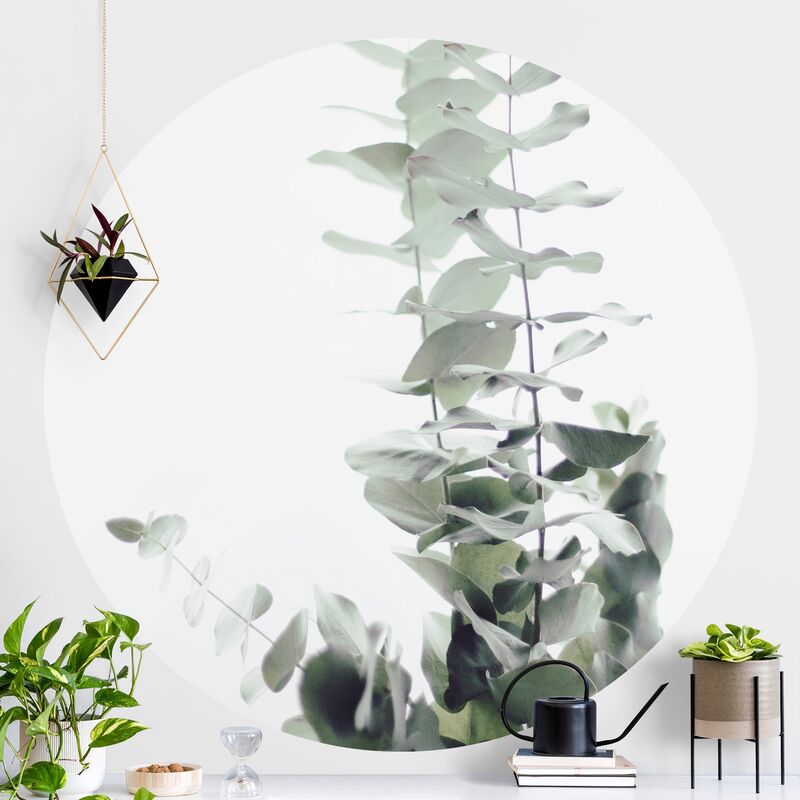 Papel pintado redondo autoadhesivo - Eucalyptus In White Light Dimensión LxA: 225cm x 225cm
Papel pintado redondo autoadhesivo - Eucalyptus In White Light Dimensión LxA: 225cm x 225cm