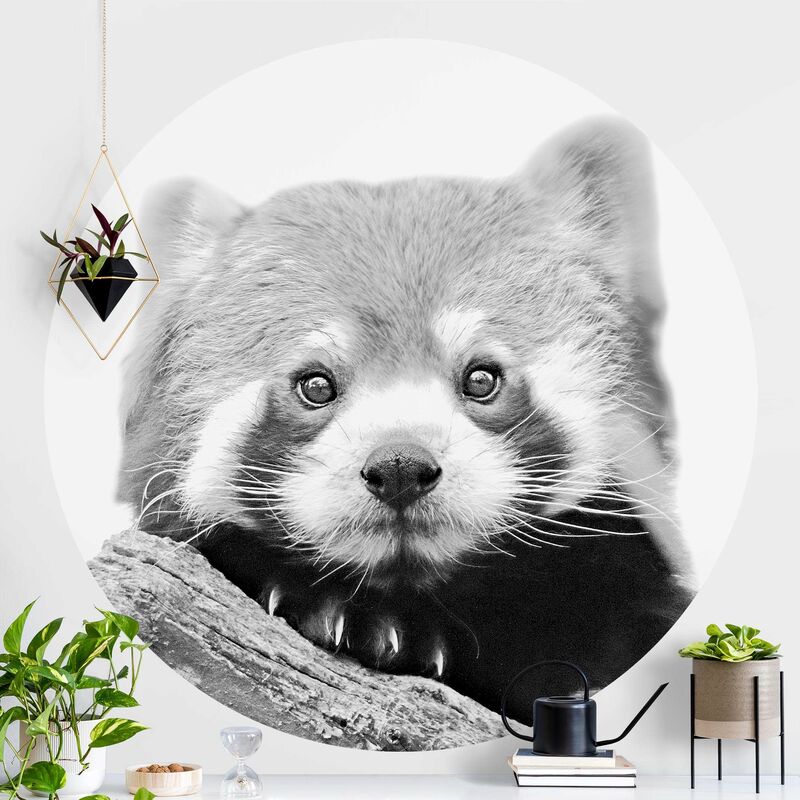 Papel pintado redondo autoadhesivo - Red Panda In Black And White Dimensión LxA: 100cm x 100cm
Papel pintado redondo autoadhesivo - Red Panda In Black And White Dimensión LxA: 100cm x 100cm
