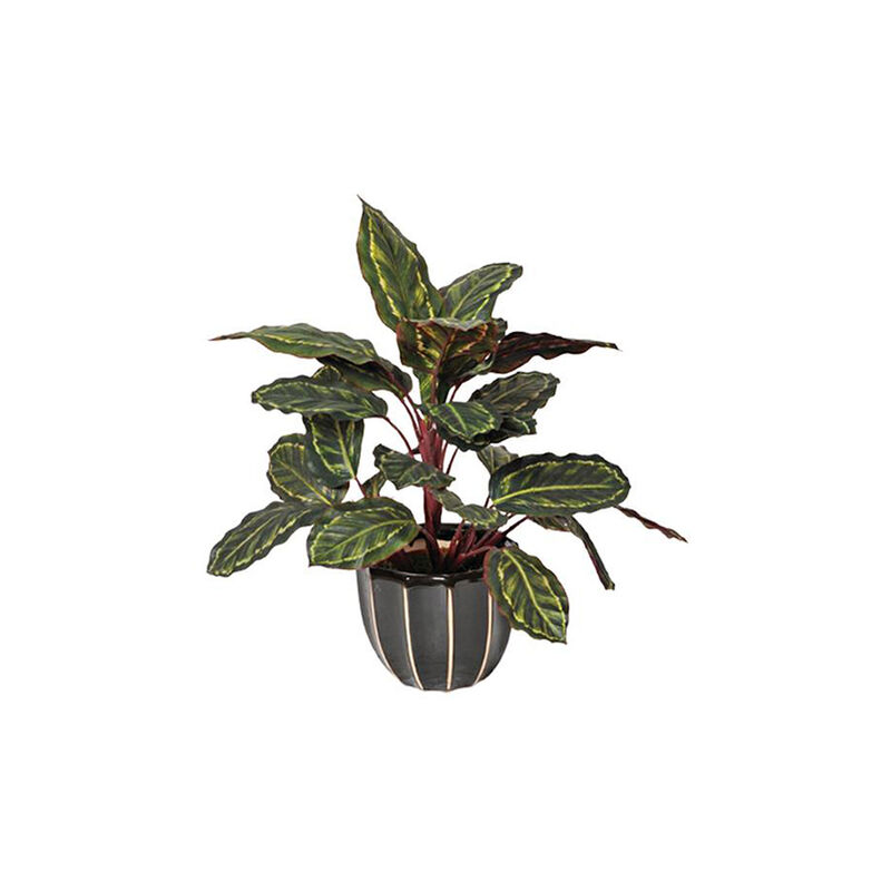 Plantawa Planta Artificial Calatea Cebra 49 cm Plantas Artificiales con Maceta para Casa Decoración para Interior y Exterior
Plantawa Planta Artificial Calatea Cebra 49 cm Plantas Artificiales con Maceta para Casa Decoración para Interior y Exterior