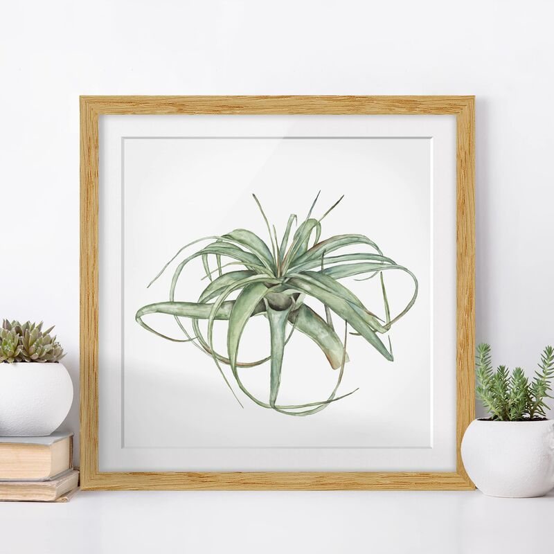 Póster enmarcado - Air Plant Watercolor I Dimensión LxA: 50cm x 50cm, Marco: Roble
Póster enmarcado - Air Plant Watercolor I Dimensión LxA: 50cm x 50cm, Marco: Roble