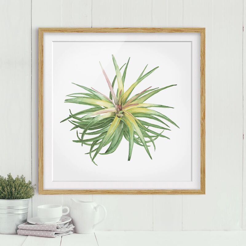 Póster enmarcado - Air Plant Watercolor III Dimensión LxA: 30cm x 30cm, Marco: Roble
Póster enmarcado - Air Plant Watercolor III Dimensión LxA: 30cm x 30cm, Marco: Roble