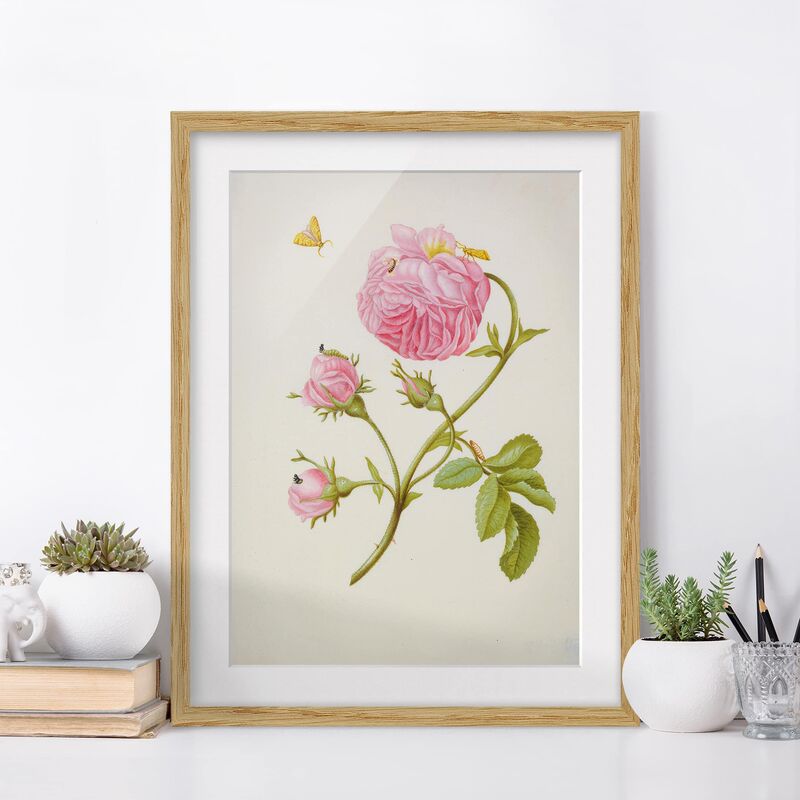 Póster enmarcado - Anna Maria Sibylla Merian - Bush Rose Con Il Foglio Miner Dimensión LxA: 70cm x 50cm, Marco: Roble
Póster enmarcado - Anna Maria Sibylla Merian - Bush Rose Con Il Foglio Miner Dimensión LxA: 70cm x 50cm, Marco: Roble