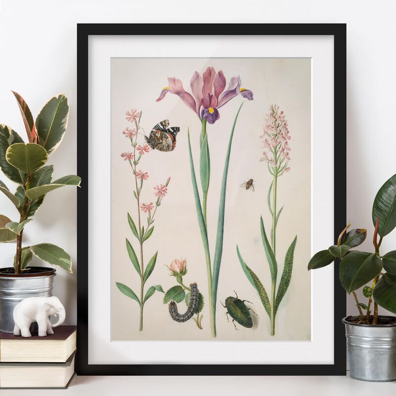 Póster enmarcado - Anna Maria Sibylla Merian - Campion e Rose Dimensión LxA: 100cm x 70cm, Marco: Negro
Póster enmarcado - Anna Maria Sibylla Merian - Campion e Rose Dimensión LxA: 100cm x 70cm, Marco: Negro