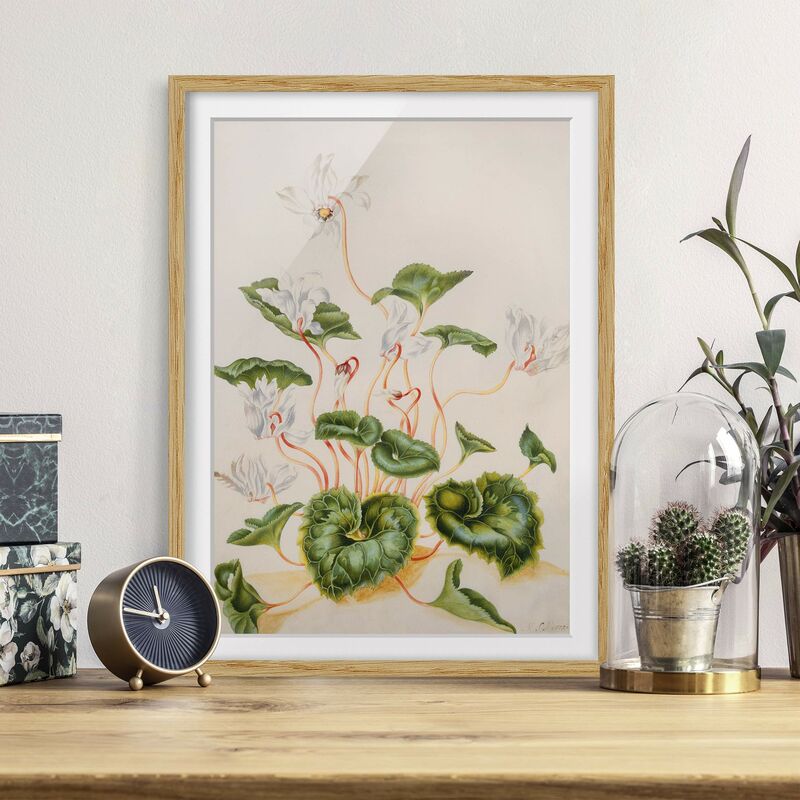 Póster enmarcado - Anna Maria Sibylla Merian - Bianco Violets Dimensión LxA: 70cm x 50cm, Marco: Roble
Póster enmarcado - Anna Maria Sibylla Merian - Bianco Violets Dimensión LxA: 70cm x 50cm, Marco: Roble