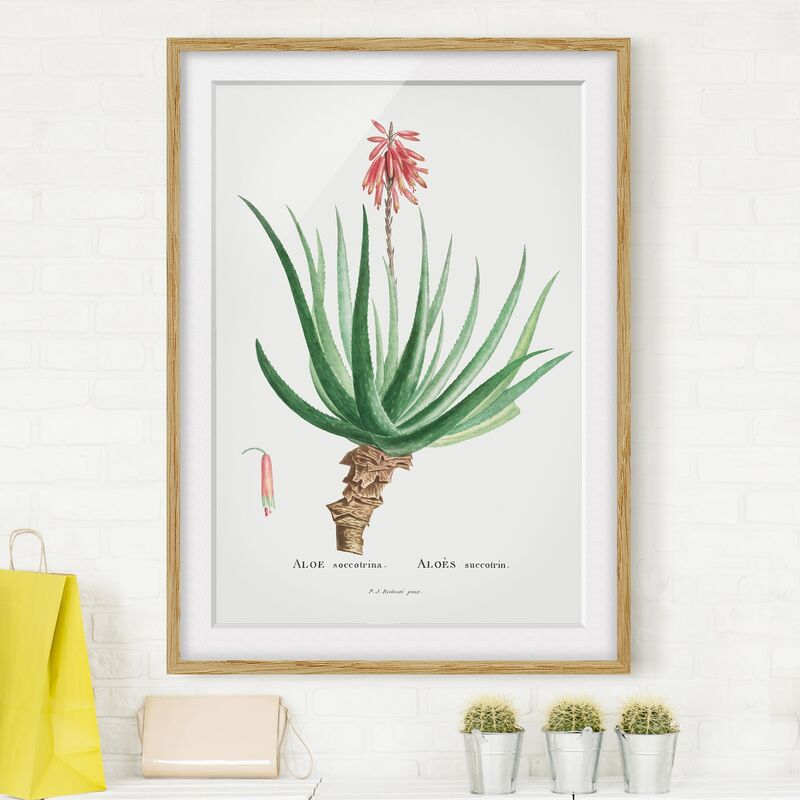 Póster enmarcado - Botanica illustrazione d'epoca Aloe Pink Blossom Dimensión LxA: 100cm x 70cm, Marco: Roble
Póster enmarcado - Botanica illustrazione d'epoca Aloe Pink Blossom Dimensión LxA: 100cm x 70cm, Marco: Roble