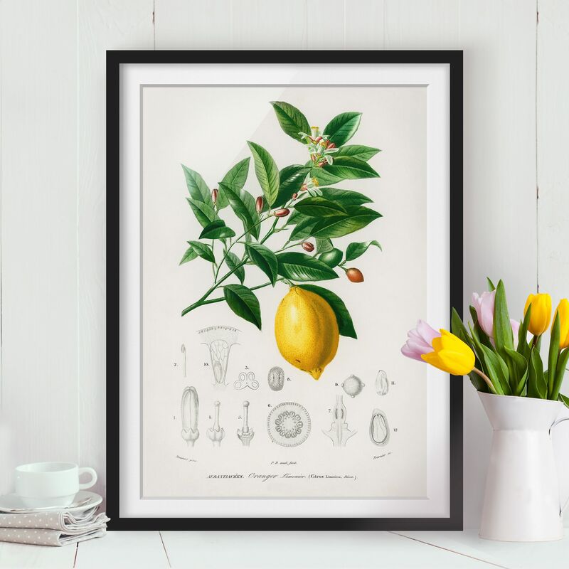 Póster enmarcado - Botanica Vintage Illustrazione Di Limone Dimensión LxA: 24cm x 18cm, Marco: Negro
Póster enmarcado - Botanica Vintage Illustrazione Di Limone Dimensión LxA: 24cm x 18cm, Marco: Negro