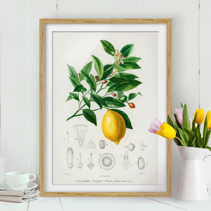 Póster enmarcado - Botanica Vintage Illustrazione Di Limone Dimensión LxA: 40cm x 30cm, Marco: Roble
Póster enmarcado - Botanica Vintage Illustrazione Di Limone Dimensión LxA: 40cm x 30cm, Marco: Roble