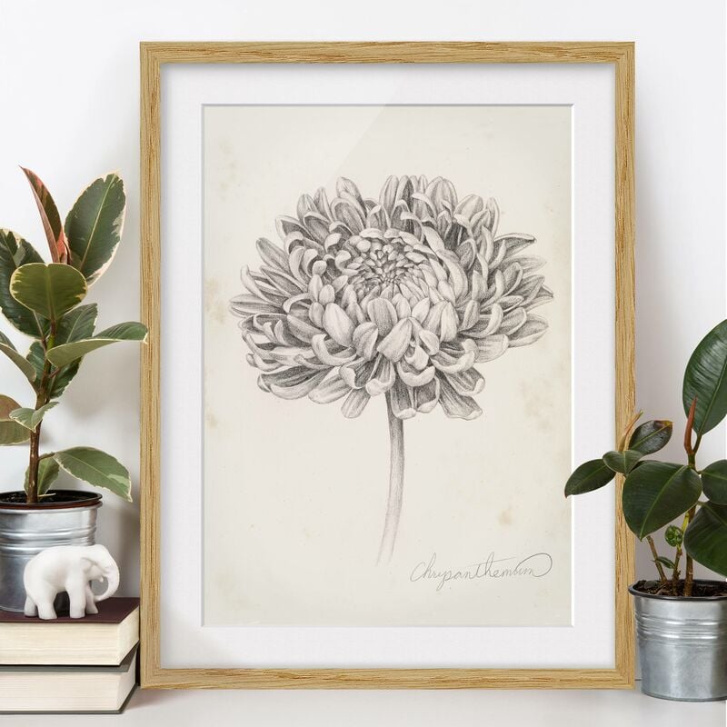 Póster enmarcado - Botanical Study II Crisantemo Dimensión LxA: 40cm x 30cm, Marco: Roble
Póster enmarcado - Botanical Study II Crisantemo Dimensión LxA: 40cm x 30cm, Marco: Roble