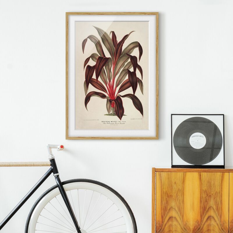 Póster enmarcado - Botanica Vintage Illustrazione del drago Albero Dimensión LxA: 24cm x 18cm, Marco: Roble
Póster enmarcado - Botanica Vintage Illustrazione del drago Albero Dimensión LxA: 24cm x 18cm, Marco: Roble