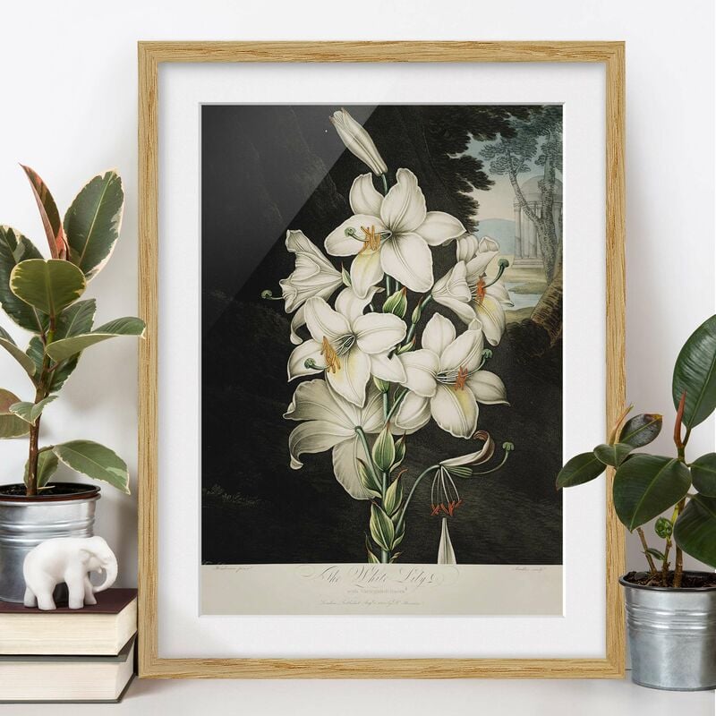Póster enmarcado - Botanica illustrazione d'epoca White Lily Dimensión LxA: 24cm x 18cm, Marco: Roble
Póster enmarcado - Botanica illustrazione d'epoca White Lily Dimensión LxA: 24cm x 18cm, Marco: Roble