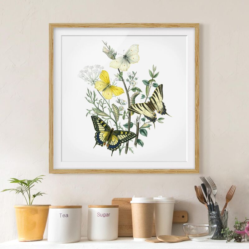 Póster enmarcado - British Butterflies III Dimensión LxA: 70cm x 70cm, Marco: Roble
Póster enmarcado - British Butterflies III Dimensión LxA: 70cm x 70cm, Marco: Roble