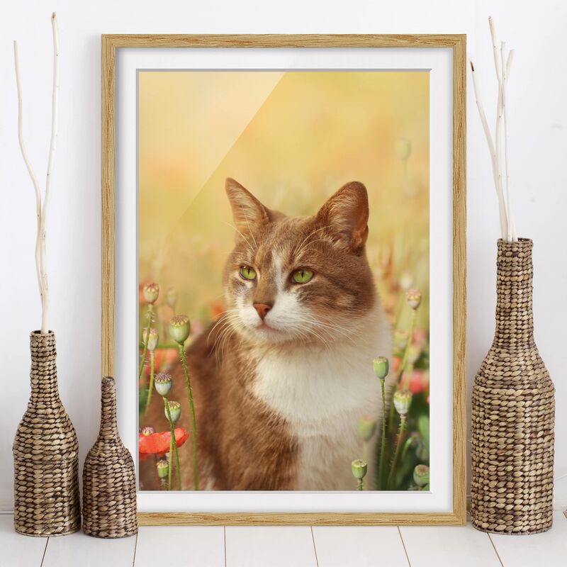Póster enmarcado - Cat In A Field Of Poppies Dimensión LxA: 24cm x 18cm, Marco: Roble
Póster enmarcado - Cat In A Field Of Poppies Dimensión LxA: 24cm x 18cm, Marco: Roble