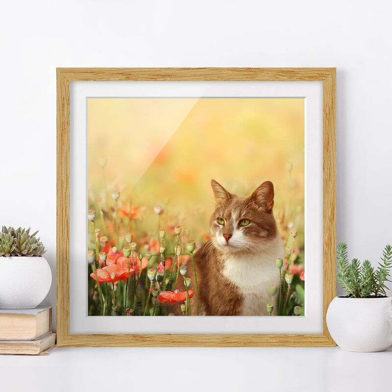 Póster enmarcado - Cat In A Field Of Poppies Dimensión LxA: 50cm x 50cm, Marco: Roble
Póster enmarcado - Cat In A Field Of Poppies Dimensión LxA: 50cm x 50cm, Marco: Roble