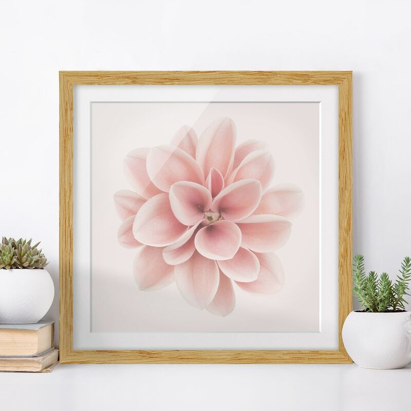 Póster enmarcado - Dalia centrata in pastello rosa Dimensión LxA: 50cm x 50cm, Marco: Roble
Póster enmarcado - Dalia centrata in pastello rosa Dimensión LxA: 50cm x 50cm, Marco: Roble