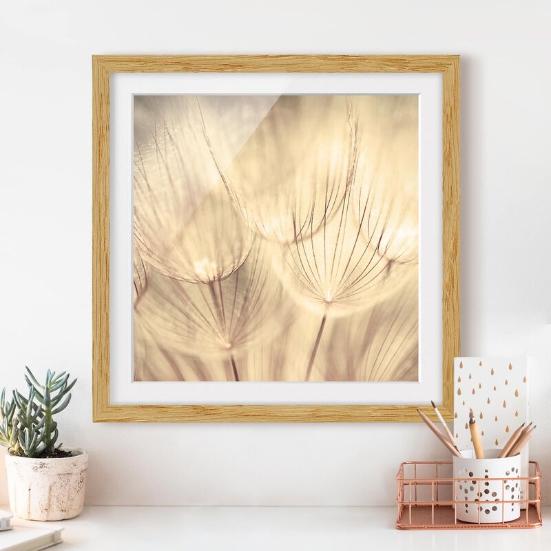Póster enmarcado - Dandelions Close-Up In Cozy Sepia Tones Dimensión LxA: 20cm x 20cm, Marco: Roble
Póster enmarcado - Dandelions Close-Up In Cozy Sepia Tones Dimensión LxA: 20cm x 20cm, Marco: Roble