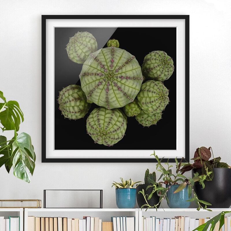 Póster enmarcado - Euphorbia - Spurge Ricci Dimensión LxA: 50cm x 50cm, Marco: Negro
Póster enmarcado - Euphorbia - Spurge Ricci Dimensión LxA: 50cm x 50cm, Marco: Negro