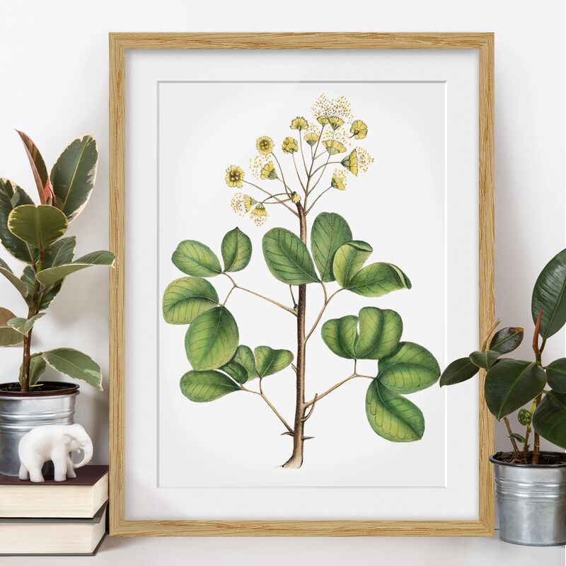 Póster enmarcado - Fogliame Con Fiori Iv Dimensión LxA: 55cm x 40cm, Marco: Roble
Póster enmarcado - Fogliame Con Fiori Iv Dimensión LxA: 55cm x 40cm, Marco: Roble