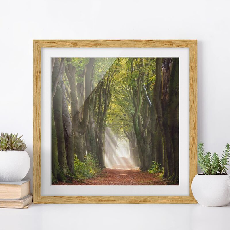 Póster enmarcado - Glorious Day In The Forest Dimensión LxA: 20cm x 20cm, Marco: Roble
Póster enmarcado - Glorious Day In The Forest Dimensión LxA: 20cm x 20cm, Marco: Roble