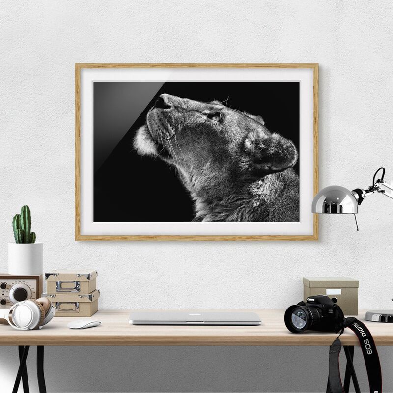 Póster enmarcado - Ritratto di una leonessa Dimensión LxA: 18cm x 24cm, Marco: Roble
Póster enmarcado - Ritratto di una leonessa Dimensión LxA: 18cm x 24cm, Marco: Roble